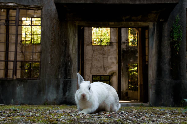 istock cute wild bunny rabbits in japan's rabbit island, okunoshima 1143756077