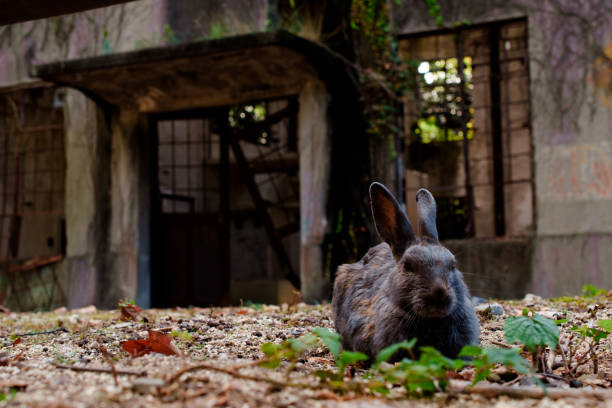 istock cute wild bunny rabbits in japan's rabbit island, okunoshima 1143756083