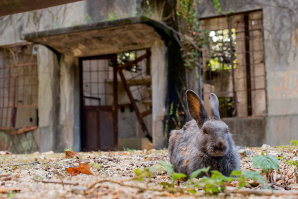 istock cute wild bunny rabbits in japan's rabbit island, okunoshima 1143756095