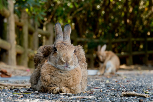istock cute wild bunny rabbits in japan's rabbit island, okunoshima 1143756110