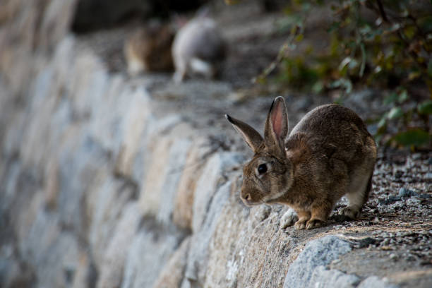 istock cute wild bunny rabbits in japan's rabbit island, okunoshima 1143756138