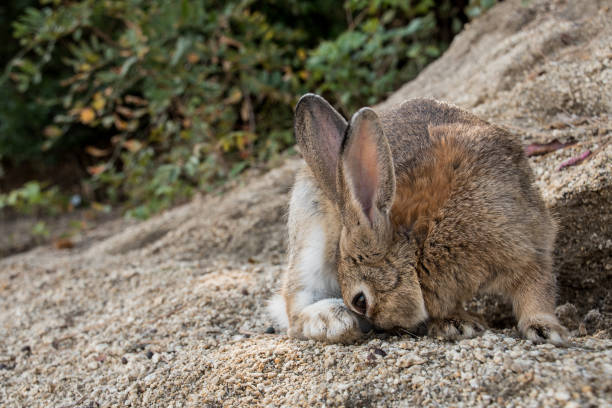 istock cute wild bunny rabbits in japan's rabbit island, okunoshima 1143756145