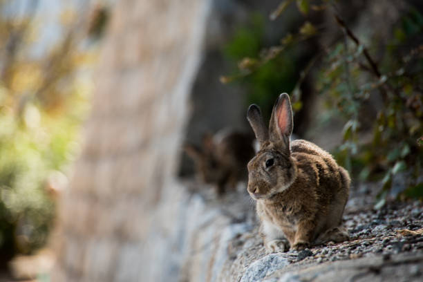 istock cute wild bunny rabbits in japan's rabbit island, okunoshima 1143756159