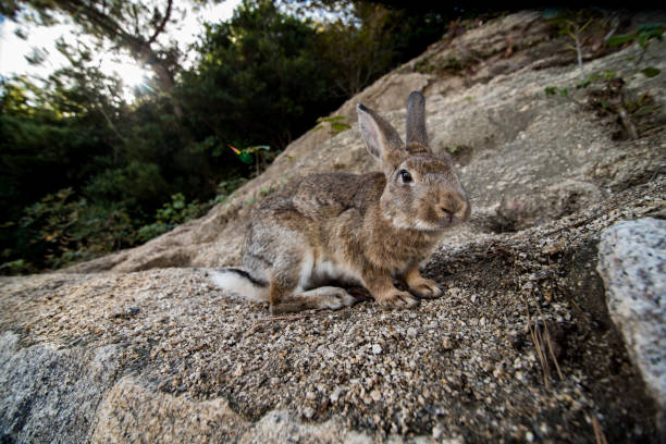 istock cute wild bunny rabbits in japan's rabbit island, okunoshima 1143756163