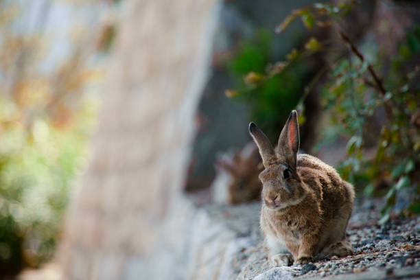 istock cute wild bunny rabbits in japan's rabbit island, okunoshima 1143756170