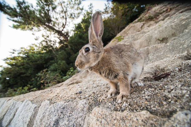 istock cute wild bunny rabbits in japan's rabbit island, okunoshima 1143756186