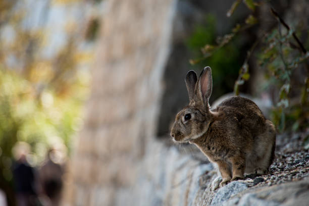 istock cute wild bunny rabbits in japan's rabbit island, okunoshima 1143756187