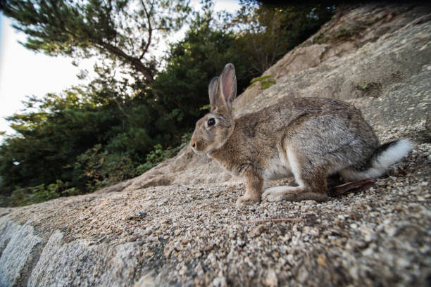 istock cute wild bunny rabbits in japan's rabbit island, okunoshima 1143756196