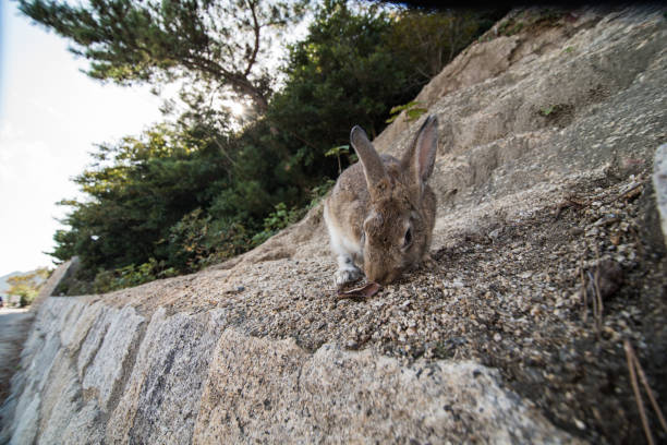 istock cute wild bunny rabbits in japan's rabbit island, okunoshima 1143756199