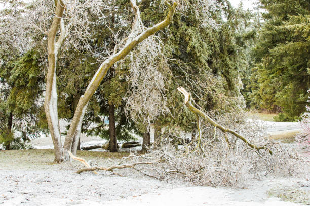istock Trees under heavy freezing rain in Quebec, Canada 1143756206