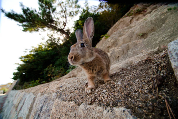istock cute wild bunny rabbits in japan's rabbit island, okunoshima 1143756228