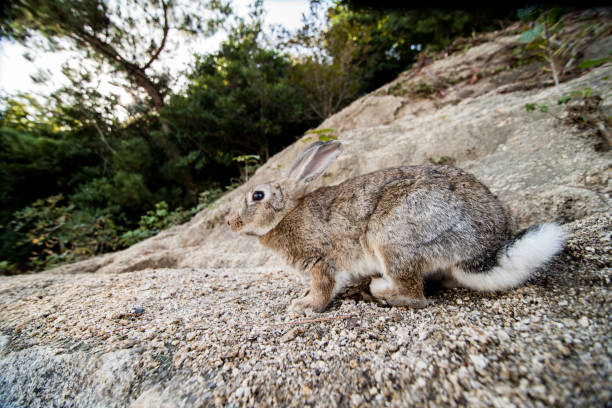 istock cute wild bunny rabbits in japan's rabbit island, okunoshima 1143756231