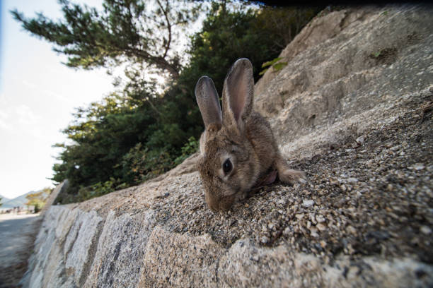 istock cute wild bunny rabbits in japan's rabbit island, okunoshima 1143756237