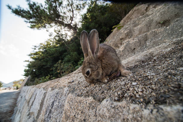 istock cute wild bunny rabbits in japan's rabbit island, okunoshima 1143756246