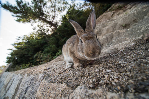 istock cute wild bunny rabbits in japan's rabbit island, okunoshima 1143756261
