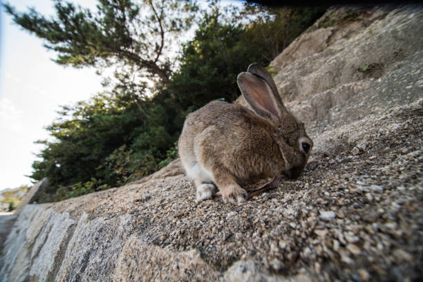 istock cute wild bunny rabbits in japan's rabbit island, okunoshima 1143756265