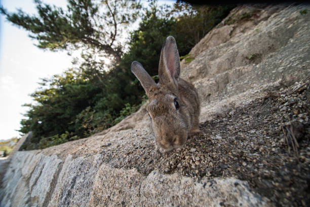 istock cute wild bunny rabbits in japan's rabbit island, okunoshima 1143756270