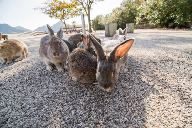 istock cute wild bunny rabbits in japan's rabbit island, okunoshima 1143756348