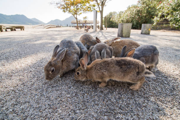istock cute wild bunny rabbits in japan's rabbit island, okunoshima 1143756358
