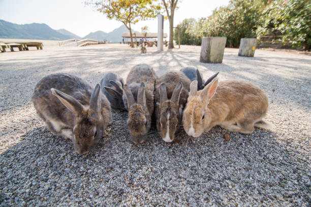 istock cute wild bunny rabbits in japan's rabbit island, okunoshima 1143756359