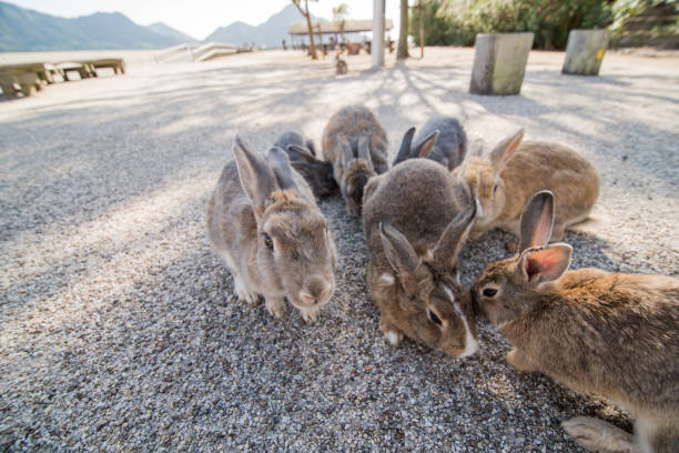 istock cute wild bunny rabbits in japan's rabbit island, okunoshima 1143756364