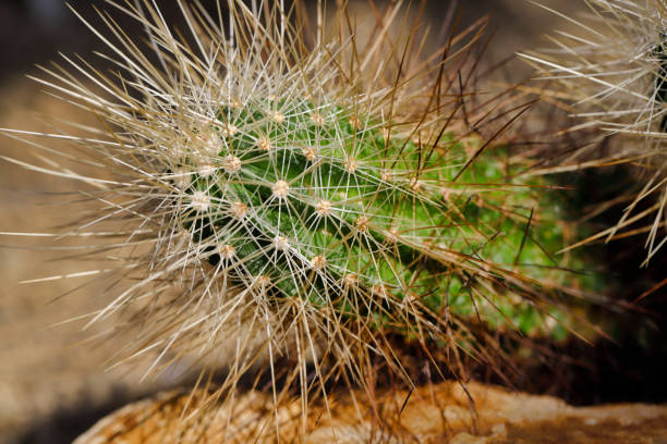 Close-up of cactus tropical plant with sharp spines. Macro photography of nature.