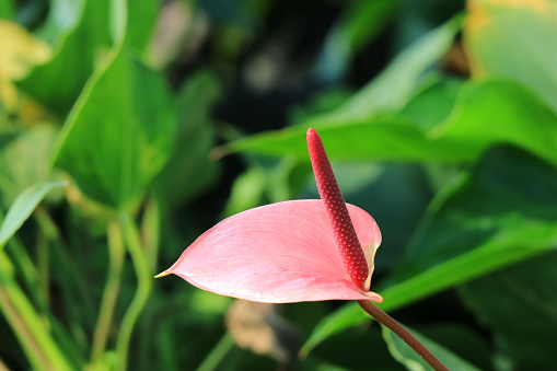 Closed Up a Pink Anthurium Pandola Flower with Vibrant Green Foliage in the Backdrop