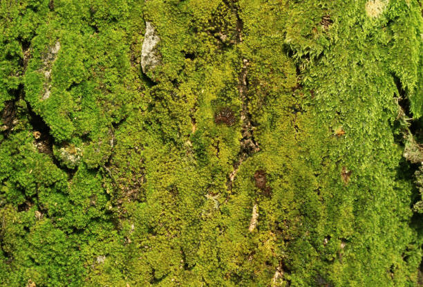 istock Texture of Tree Trunk Filled with Vibrant Green Mosses 1143756743