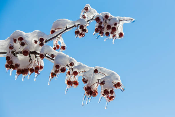 ケベック州の雨を凍らせる - icicle ice textured arctic ストックフォトと画像