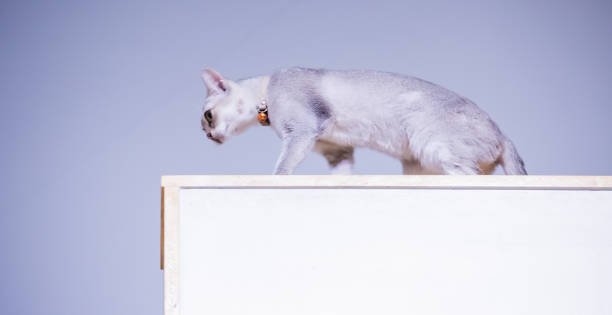 istock Closeup of cute cats 1143757683