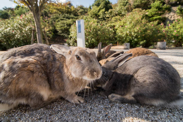 istock cute wild bunny rabbits in japan's rabbit island, okunoshima 1143757891