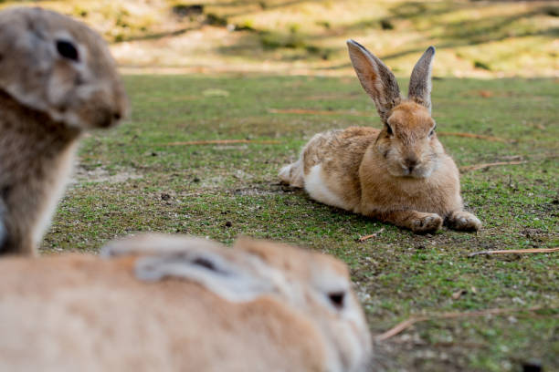 istock cute wild bunny rabbits in japan's rabbit island, okunoshima 1143758002