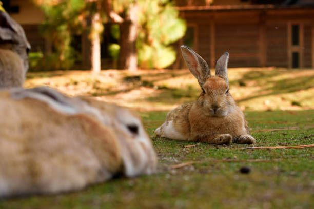 istock cute wild bunny rabbits in japan's rabbit island, okunoshima 1143758008