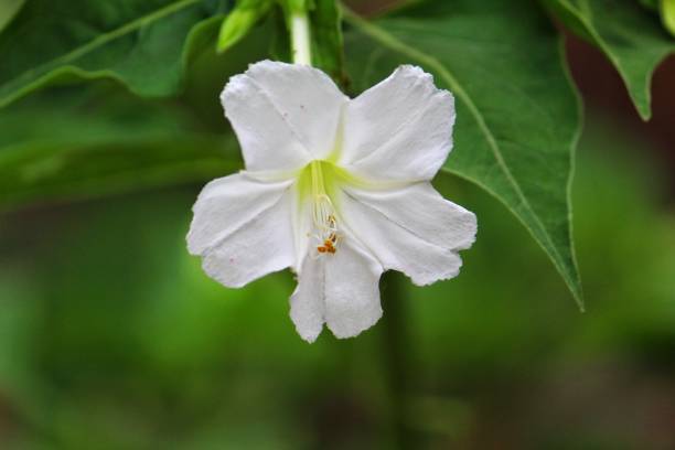 istock White flower wallpaper HD background 1143758025