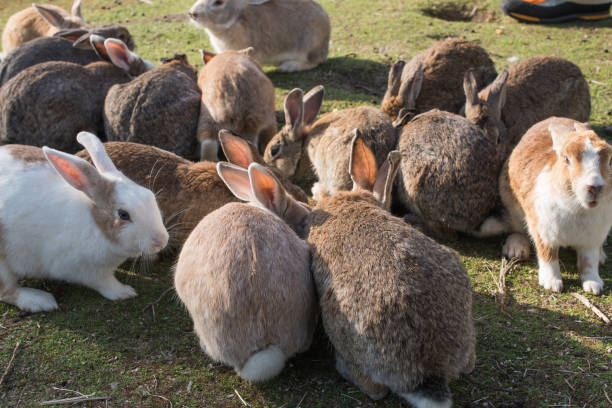 istock cute wild bunny rabbits in japan's rabbit island, okunoshima 1143758050