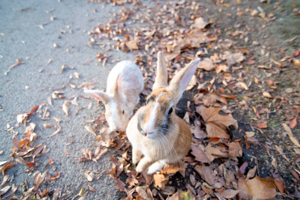 istock cute wild bunny rabbits in japan's rabbit island, okunoshima 1143758203