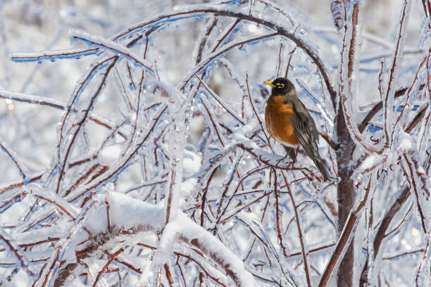 istock American Robin in freezing rain 1143758271