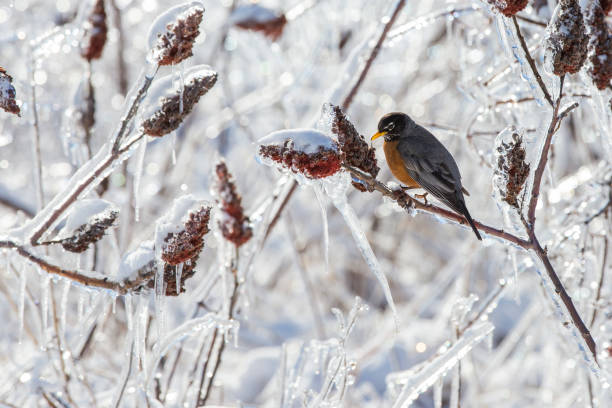 istock American Robin in freezing rain 1143758328