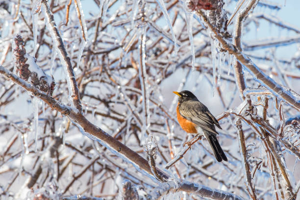 istock American Robin in freezing rain 1143758387