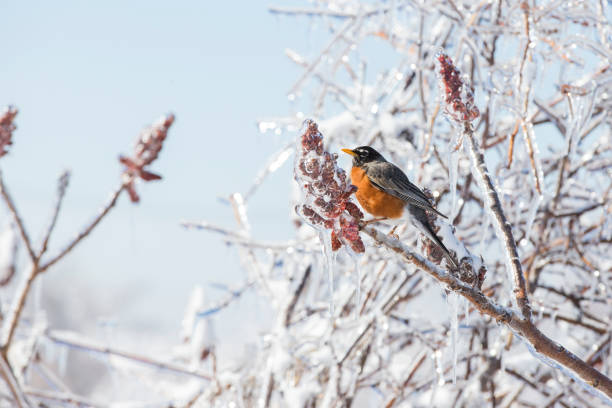 istock American Robin in freezing rain 1143758404
