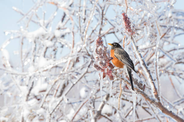 istock American Robin in freezing rain 1143758406