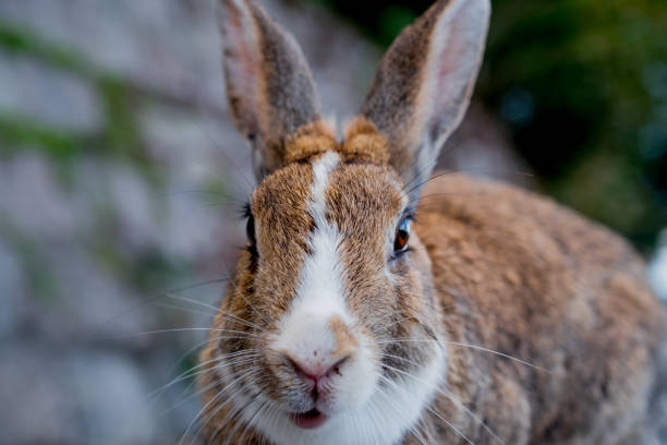 istock cute wild bunny rabbits in japan's rabbit island, okunoshima 1143759275