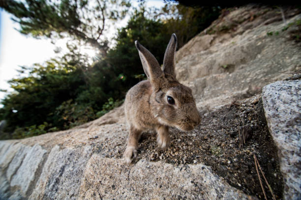 istock cute wild bunny rabbits in japan's rabbit island, okunoshima 1143759299