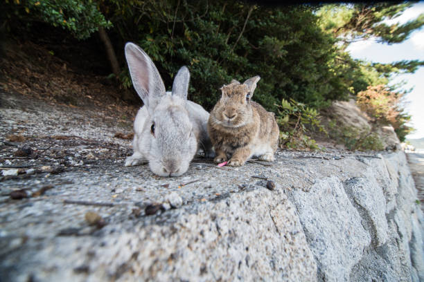 istock cute wild bunny rabbits in japan's rabbit island, okunoshima 1143759307