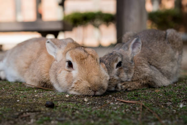 istock cute wild bunny rabbits in japan's rabbit island, okunoshima 1143759324