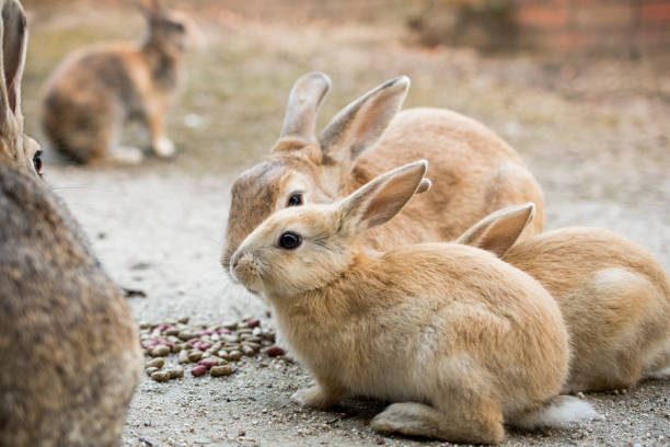 istock cute wild bunny rabbits in japan's rabbit island, okunoshima 1143759356