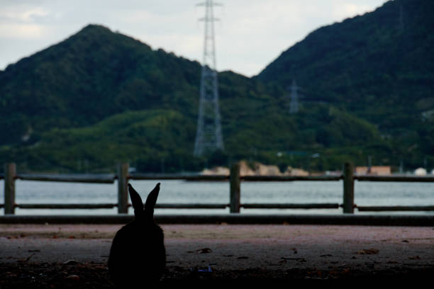 istock cute wild bunny rabbits in japan's rabbit island, okunoshima 1143759394