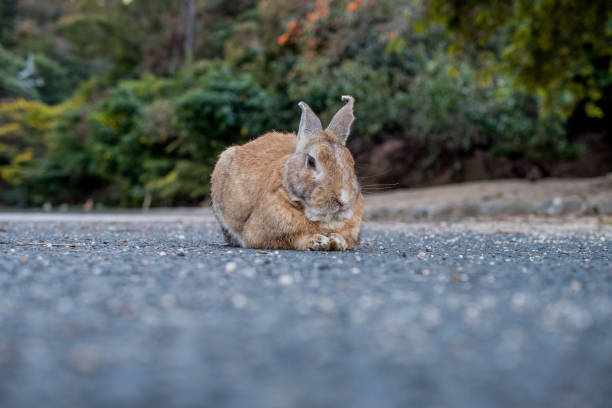 istock cute wild bunny rabbits in japan's rabbit island, okunoshima 1143759458
