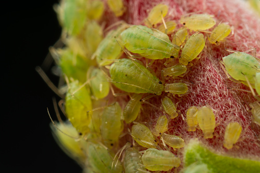 extreme closeup of green plant lice on hibiscus flower outdoors in garden