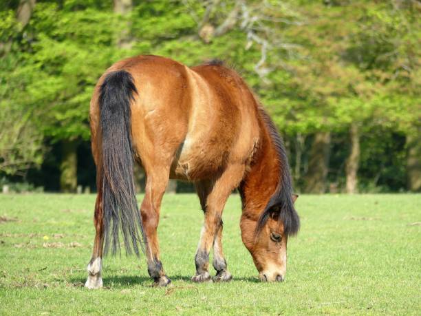 istock Beautiful brown horse grazing in field at springtime 1143759725